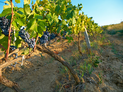 Buy stock photo Nature, plant and agriculture with grapes on vineyard for growth, sustainability and environment. Fruit, summer and ecology with winery in countryside field for farming, harvest and organic produce