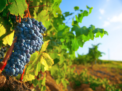 Buy stock photo Nature, farm and agriculture with grapes on vineyard for growth, sustainability and environment. Fruit, summer and ecology with winery in countryside field for plants, harvest and organic produce