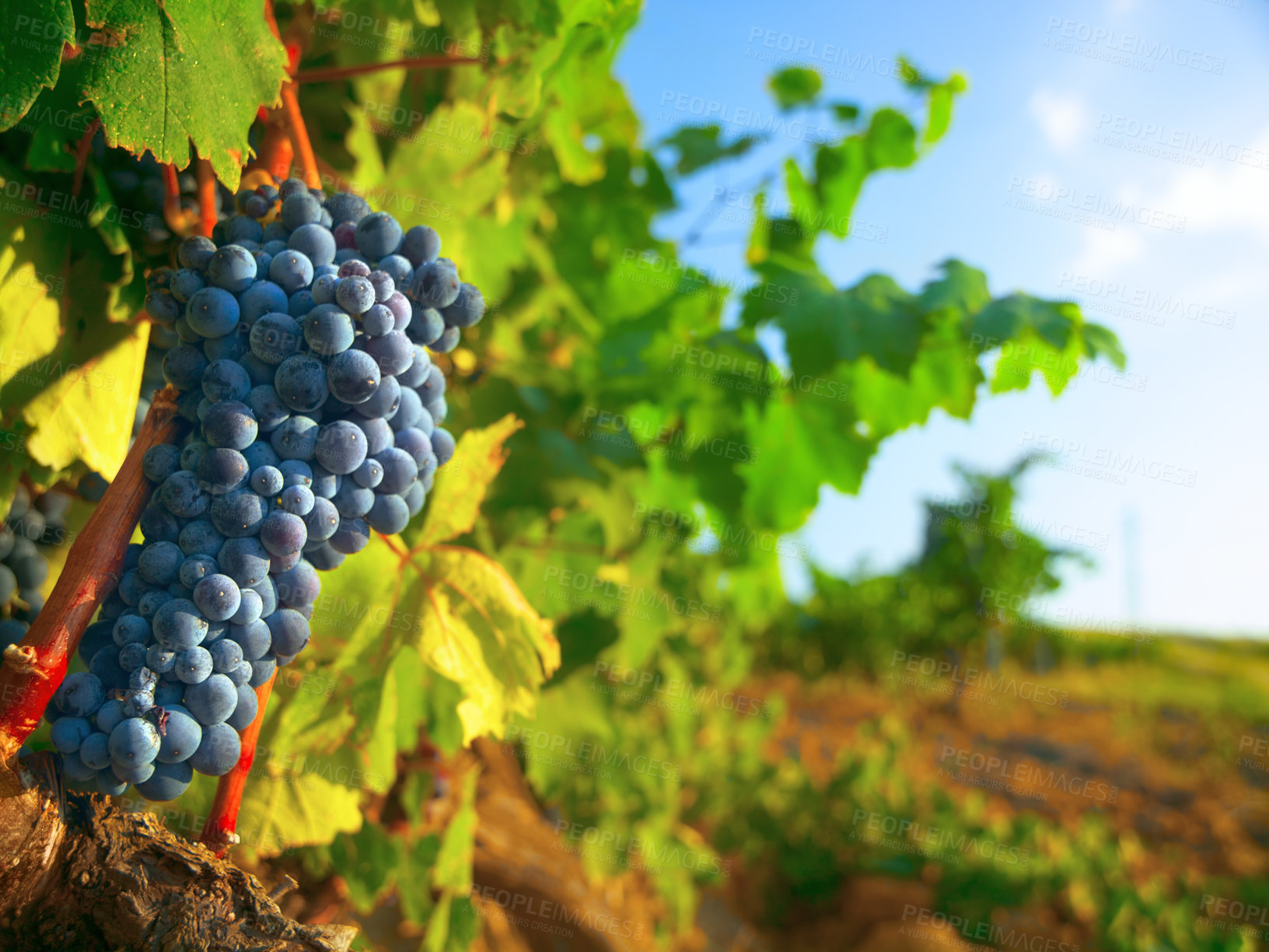 Buy stock photo Nature, farm and agriculture with grapes on vineyard for growth, sustainability and environment. Fruit, summer and ecology with winery in countryside field for plants, harvest and organic produce