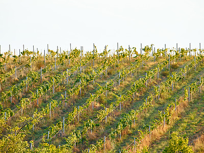 Buy stock photo Drone view of grape tree plant vineyard or agriculture fruit farm land for sustainability, growth and development of wine. Sustainable countryside grapes farming in nature is healthy for environment