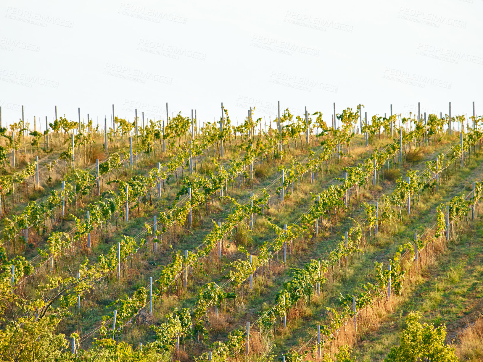 Buy stock photo Drone view of grape tree plant vineyard or agriculture fruit farm land for sustainability, growth and development of wine. Sustainable countryside grapes farming in nature is healthy for environment