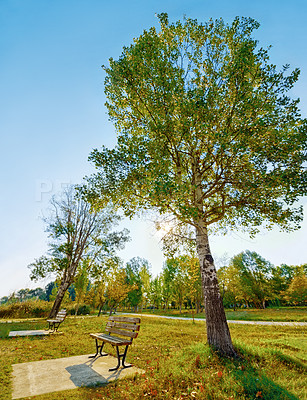 Buy stock photo Bench, tree and a park in summer or spring during the day for sustainability on a clear blue sky. Earth, nature and landscape with a beautiful view of green grass on an open field in the countryside