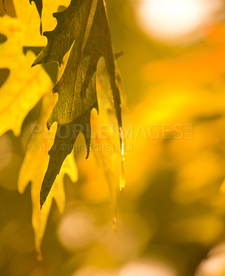 Buy stock photo Autumn leaves, environment and closeup on ecology during the seasons, change and trees in garden. Nature growth, color and calm scenery of a leaf on a tree during fall in the woods, park or backyard