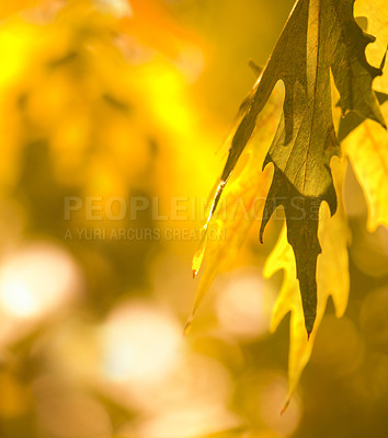 Buy stock photo Autumn leaves, plants and closeup on trees during the seasons, change and ecology in garden. Nature growth, color and calm scenery of a leaf on a tree during fall in the woods, park or backyard