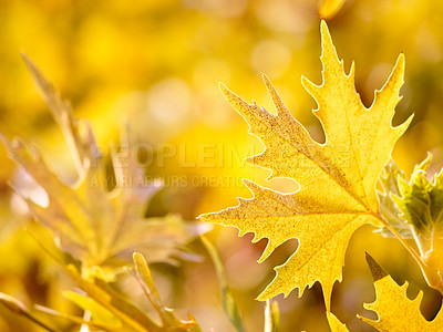 Buy stock photo Leaves on trees in nature, natural environment with plants in the countryside and forest in the woods with color ecology in summer. Zoom of park with blurred backgrounds and plant growth in sun