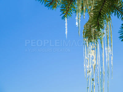 Buy stock photo Tree, icicle and leaves in winter nature with blue sky background and environment closeup. Garden, ice and leaf outdoor in forest, park or woods with snow on evergreen plants and natural detail