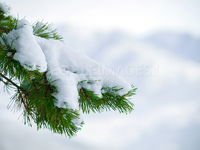 Buy stock photo Winter, outdoor and snow on a tree in the forest with natural, sustainable or eco friendly environment. Weather, nature and closeup of frozen, cold and frosty ice branches in woods with mockup space.