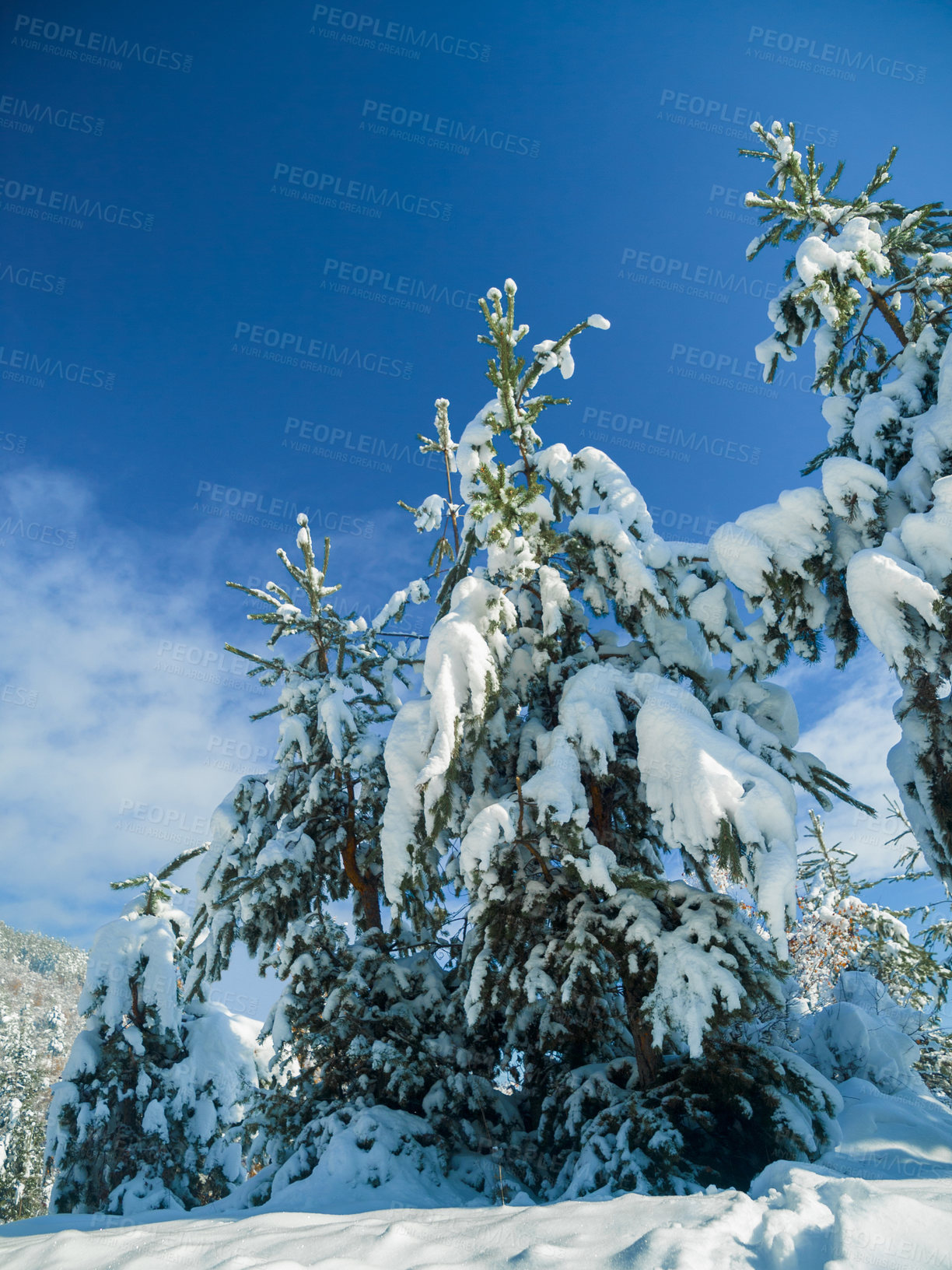 Buy stock photo Trees, forest and snow with winter frost in environment or Canada vacation for ski trip, cold weather or Christmas. Woods, branch and explore adventure or freezing holiday for travel, blue sky or ice