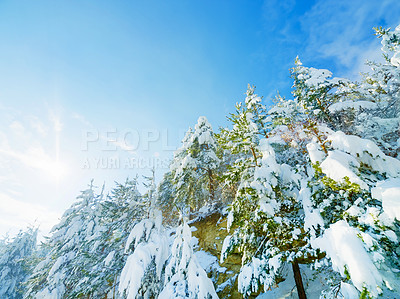 Buy stock photo Image of a snowy landscape