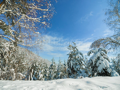 Buy stock photo Snow, trees and landscape of forest in winter, nature or plants in environment at park. Outdoor, ice or woods with freezing weather, cold and frost in the countryside at field with blue sky in Sweden