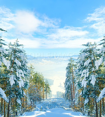 Buy stock photo Forest, snow and landscape in mountains in winter for ski vacation in Canada for explore, holiday or journey. Woods, trees and freezing ice with fog in cold weather or climate, scenery or environment