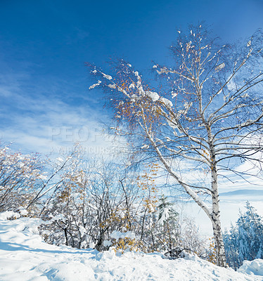 Buy stock photo Trees, woods and winter snow on mountain for ski holiday or landscape environment or adventure, climate or nature. Forest, plants and Canada Christmas for explore vacation with ice, frozen or weather