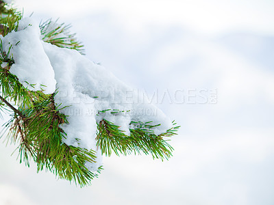 Buy stock photo Nature, winter and snow on a tree in the woods with natural, sustainable or eco friendly environment. Weather, outdoor and closeup of frozen, cold and frosty ice branches in forest with mockup space.