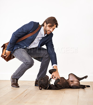 Buy stock photo A handsome businessman greeting his playful dog with a belly rub