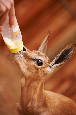 Buy stock photo Cropped view of a baby springbok being bottle-fed