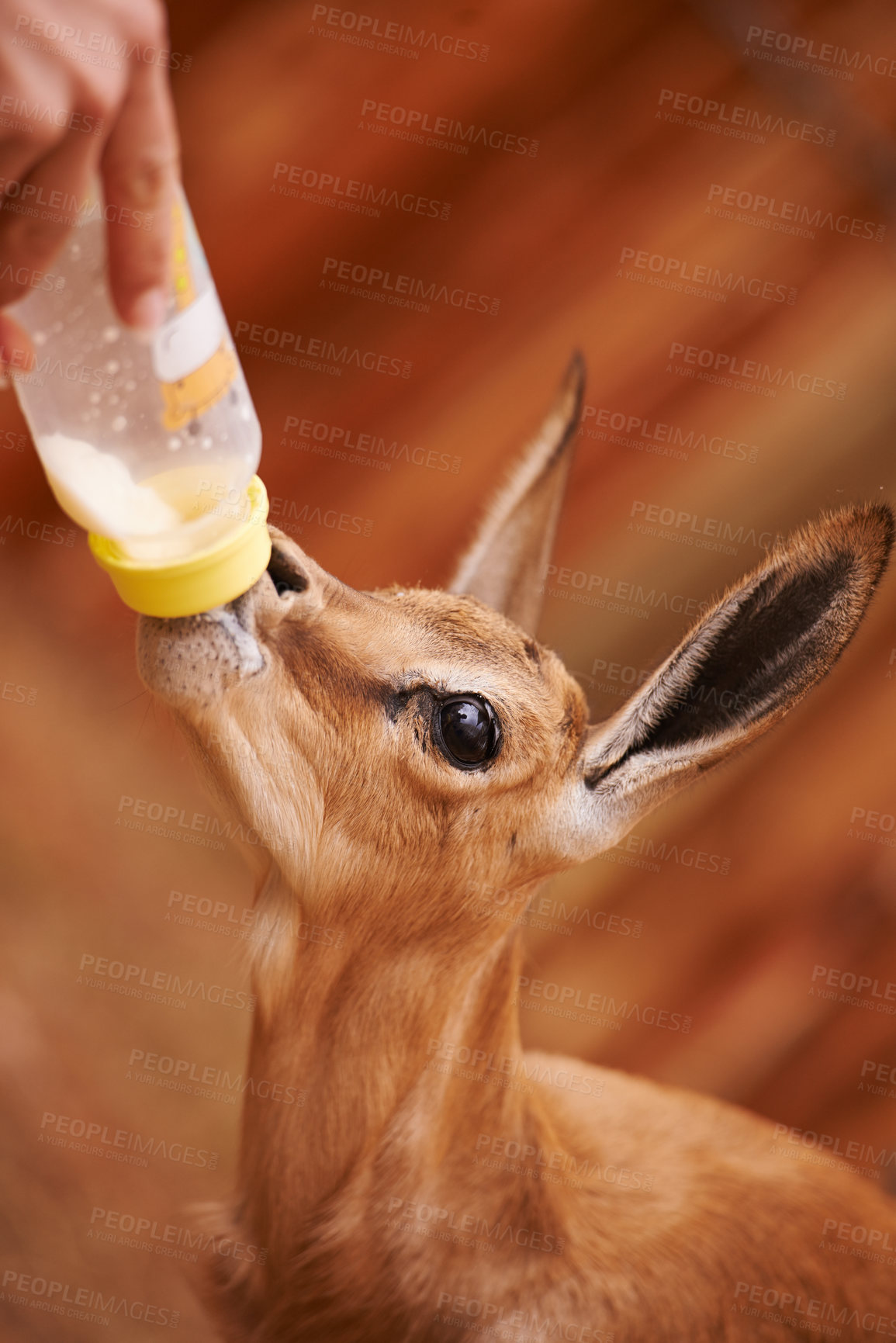 Buy stock photo Cropped view of a baby springbok being bottle-fed