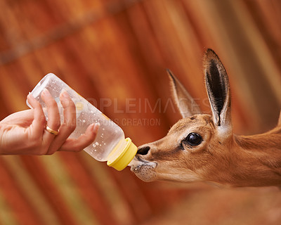 Buy stock photo Baby springbok, bottle feeding and milk, animal care and wellness with vet person or volunteer for help. Health, nature and safety of wildlife with liquid food for nutrition, young buck with meal