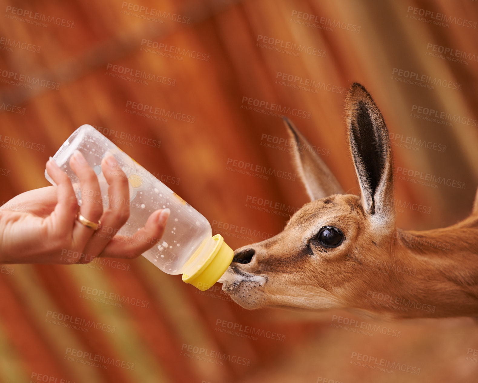 Buy stock photo Baby springbok, bottle feeding and milk, animal care and wellness with vet person or volunteer for help. Health, nature and safety of wildlife with liquid food for nutrition, young buck with meal