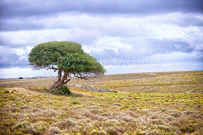 Buy stock photo A tree standing on a remote African landscape - copyspace