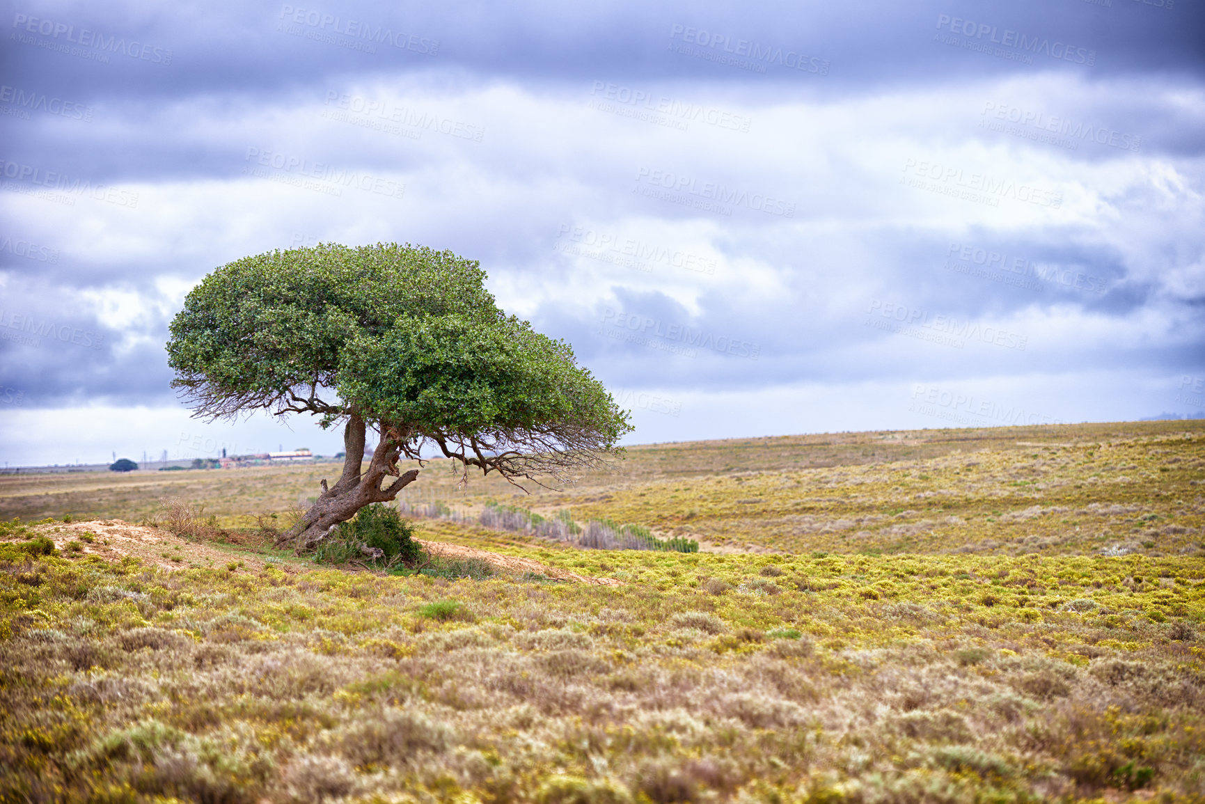 Buy stock photo A tree standing on a remote African landscape - copyspace