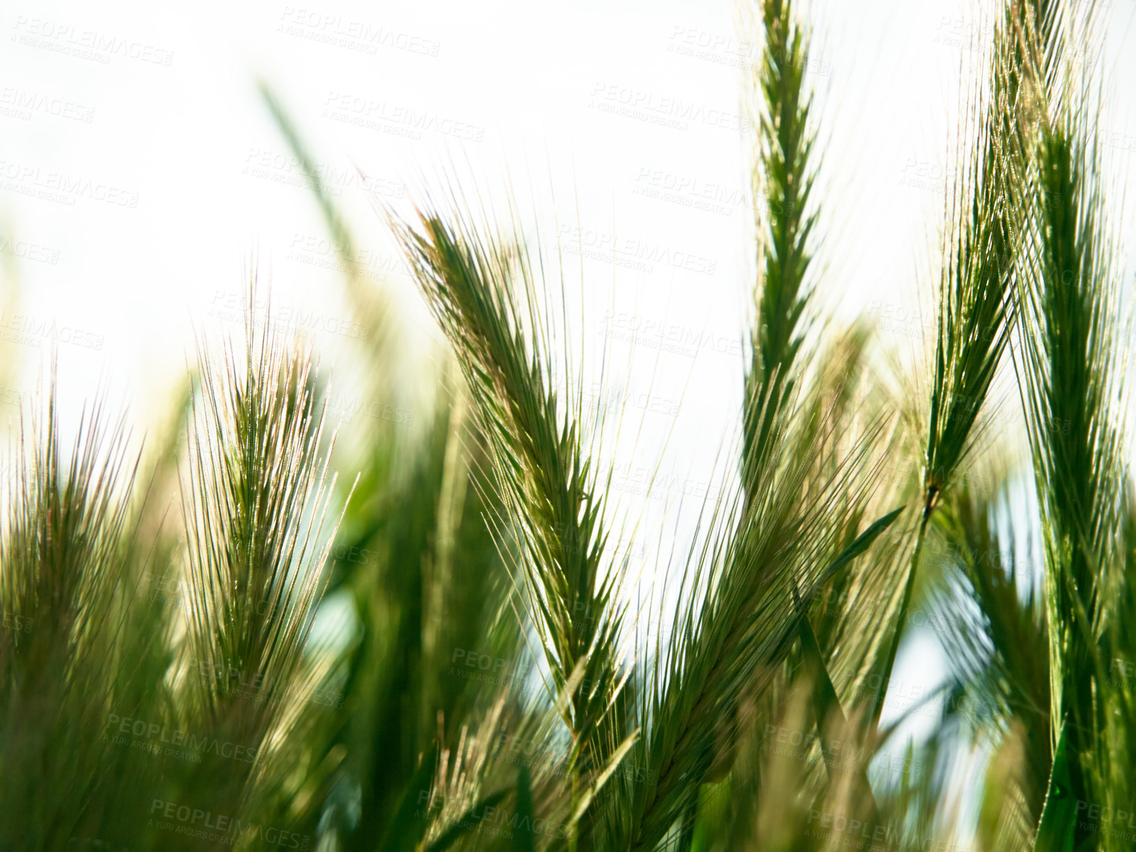 Buy stock photo Wheat drops, nature and plants with leaf and agriculture landscape in the countryside. Green, gardening and wind with farming, grain and harvest in a meadow in a bush in a field outdoor in spring