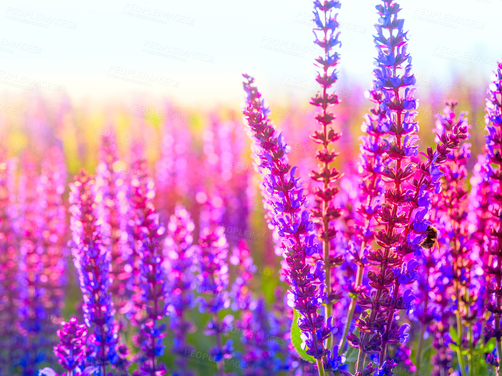 Buy stock photo Nature, environment and lavender flowers on a field in summer, growth and calm in countryside. Spring, morning and purple plants growing on natural ground for aromatherapy and holistic sustainability