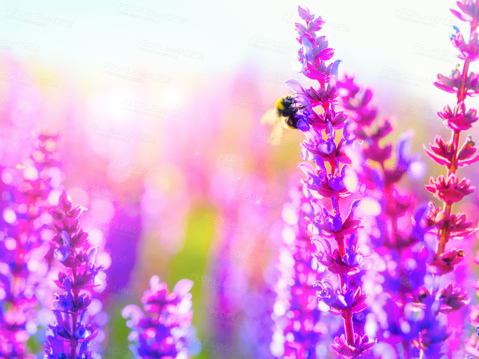 Buy stock photo A closeup of a honey bee on a purple flower