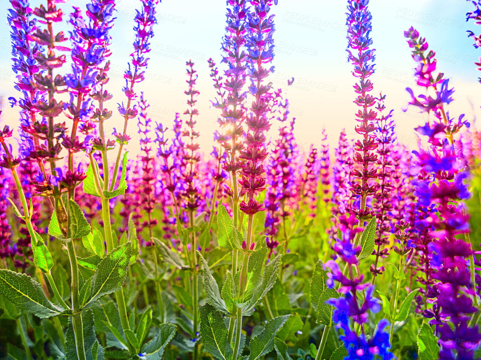 Buy stock photo Lavender flowers, nature and sustainability with plant growth in a garden of field during spring season. Earth, summer and environment with beautiful wildlife growing in the countryside at sunrise