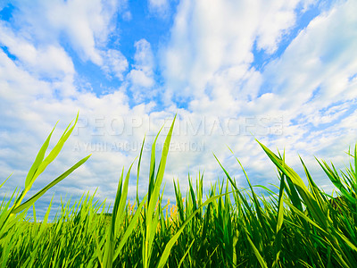 Buy stock photo Cropped shot of green reeds against a blue sky