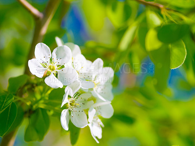 Buy stock photo Spring, garden and pear leaf flowers or branch, green trees and beauty of Chinese floral, plants or natural growth. White tree, calm environment and blossom leaves or zen, summer and gardening