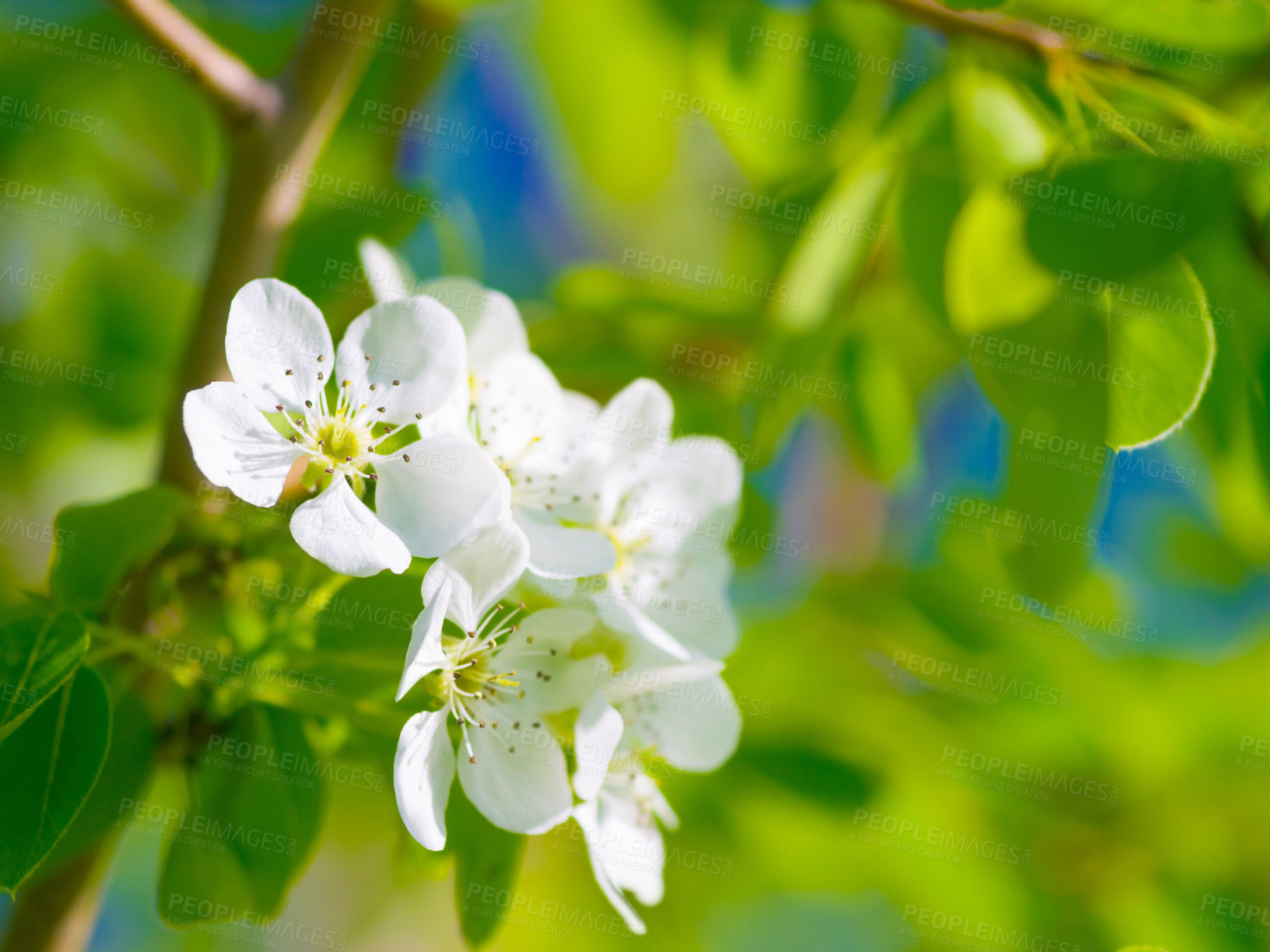 Buy stock photo Spring, garden and pear leaf flowers or branch, green trees and beauty of Chinese floral, plants or natural growth. White tree, calm environment and blossom leaves or zen, summer and gardening