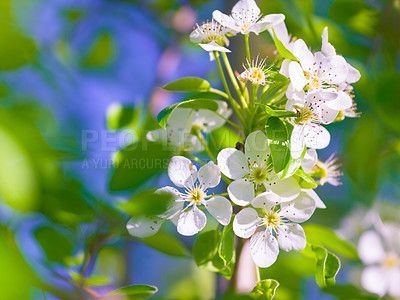 Buy stock photo Flowers, spring bush and blue sky in a garden with green plants, leaves growth and plum tree flower. Nature, leaf and gardening plant with floral and sustainability of botanical vegetation outdoor