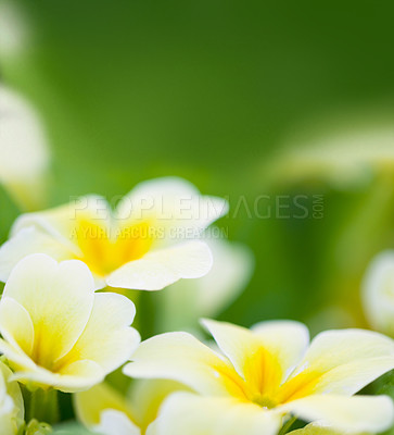 Buy stock photo Spring flowers, leaf and green mockup of a primrose with in a garden or nature environment. Flower growth, plant life and floral plants growing in a natural background park field with mock up 