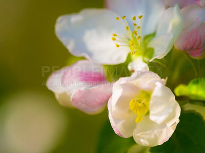 Buy stock photo Flowers, spring closeup and nature in a garden with green plants, leaves growth and plum tree flower. Fresh, leaf and gardening plant with floral and sustainability of botanical vegetation outdoor