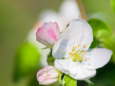 Buy stock photo Flowers, nature closeup and bloom in a garden with green plants, leaves growth and plum tree flower. Spring, leaf and gardening plant with floral and sustainability of botanical vegetation outdoor