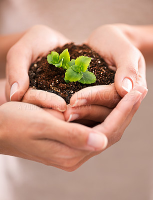 Buy stock photo Closeup shot of cupped hand holding a small seedling