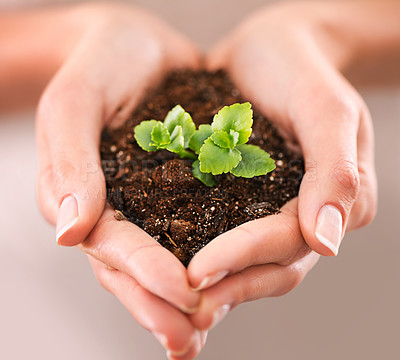 Buy stock photo Closeup shot of cupped hand holding a small seedling