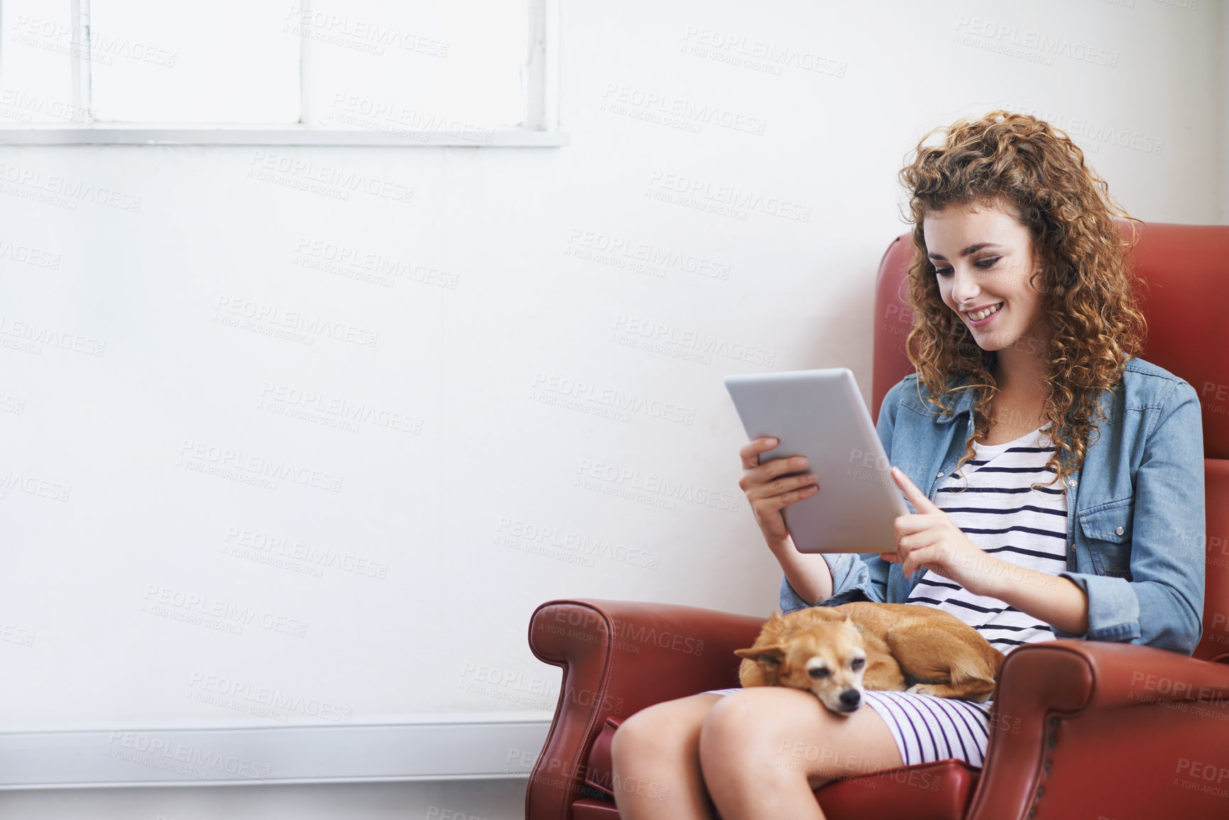 Buy stock photo Happy woman, tablet and relax with dog on couch and reading ebook on weekend to browse social media. Young lady, scroll and touchscreen for online video with pet and care for chihuahua in living room