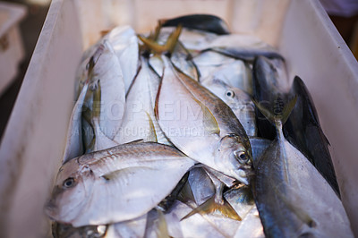 Buy stock photo Fish market, raw and fresh food for nutrition, protein and marine wildlife in diet for minerals. Closeup, seafood and ingredient for cooking and omega vitamins, outdoors and uncooked meal at harbor