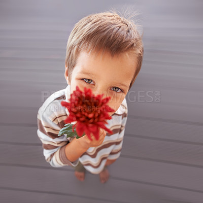 Buy stock photo Flower, gift and portrait of a boy with a present and above for mothers day with a smile in a home. Happy, celebration and young child with a surprise for holiday in living room with plant in lounge