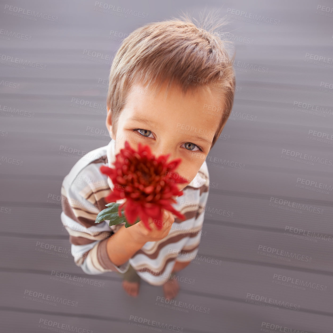 Buy stock photo Flower, gift and portrait of a boy with a present and above for mothers day with a smile in a home. Happy, celebration and young child with a surprise for holiday in living room with plant in lounge