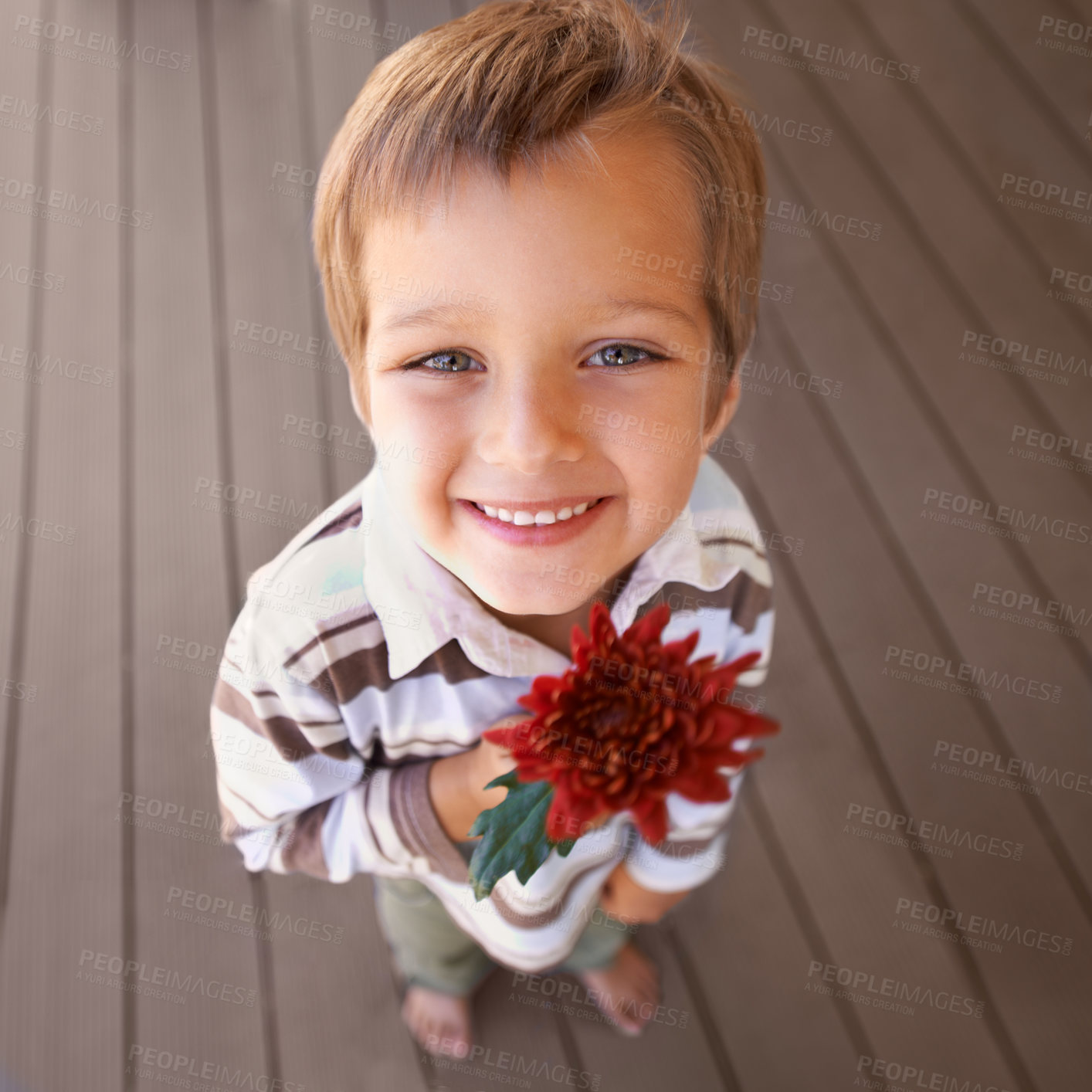 Buy stock photo Shot of a cute little boy holding a red flower