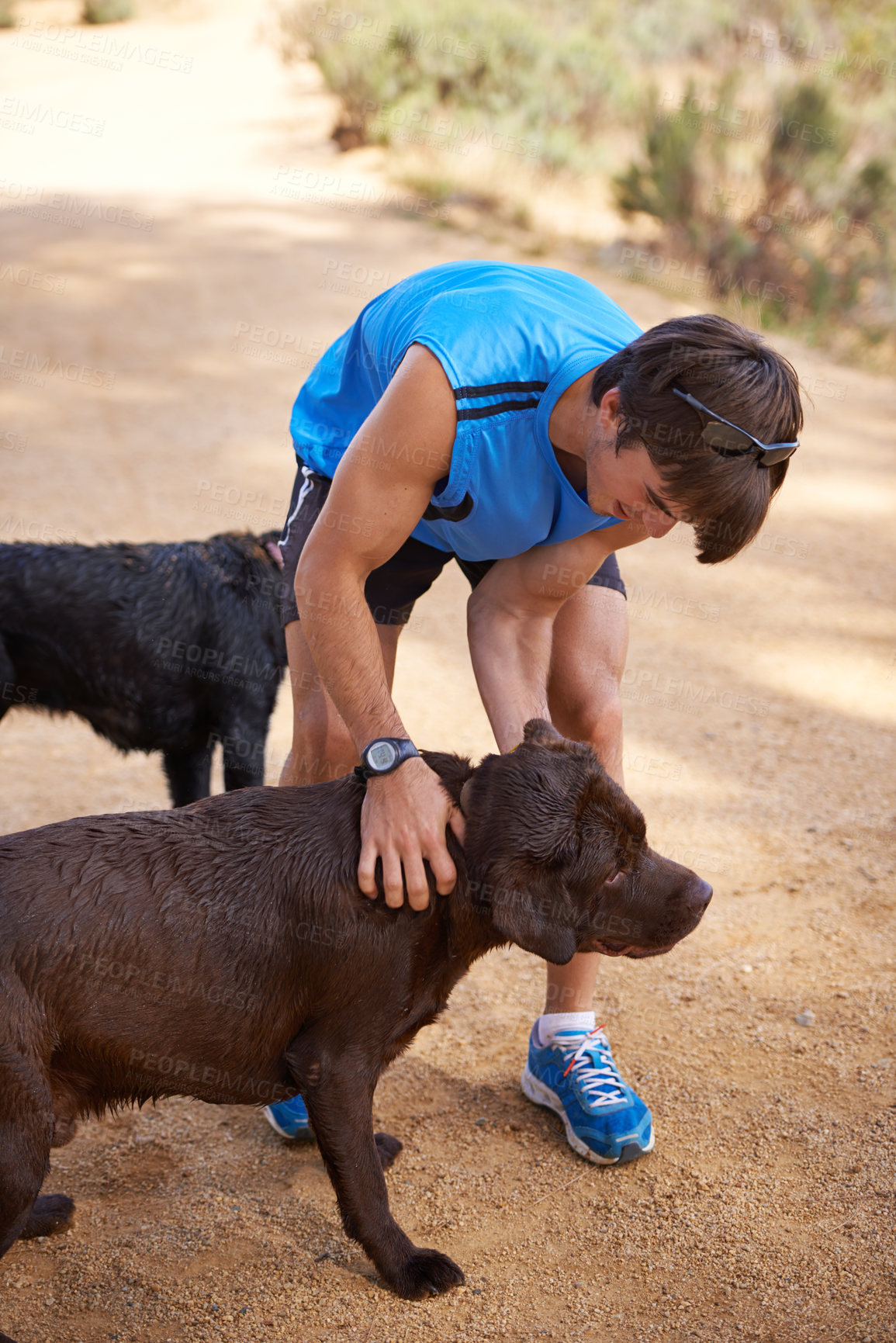 Buy stock photo Path, forest and athlete with dogs for training, healthy exercise and bonding together in Australia. Nature, runner and man playing with pet companion for outdoor run, workout or wellness in morning