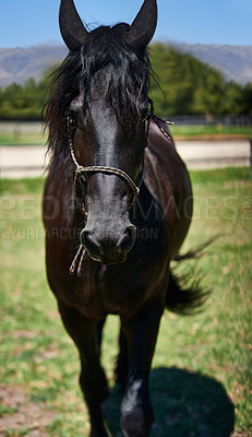 Buy stock photo Horse, portrait and mare on grass at farm with healthy development of animal for agriculture or equestrian. Colt, pony and pet mustang in summer, field at ranch and relax in Texas countryside