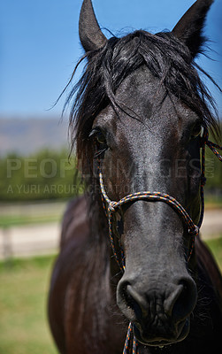 Buy stock photo Horse, farm and ranch in countryside, portrait and in equestrian harness. Mare, stallion and pet in stable meadow or pen for sunshine, outdoor exercise and healthy animal for dressage or riding 