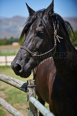 Buy stock photo Horse, farm and ranch in countryside, summer and in equestrian harness. Mare, stallion and pet in stable meadow or pen for sunshine, outdoor exercise and healthy animal for dressage or sport riding 