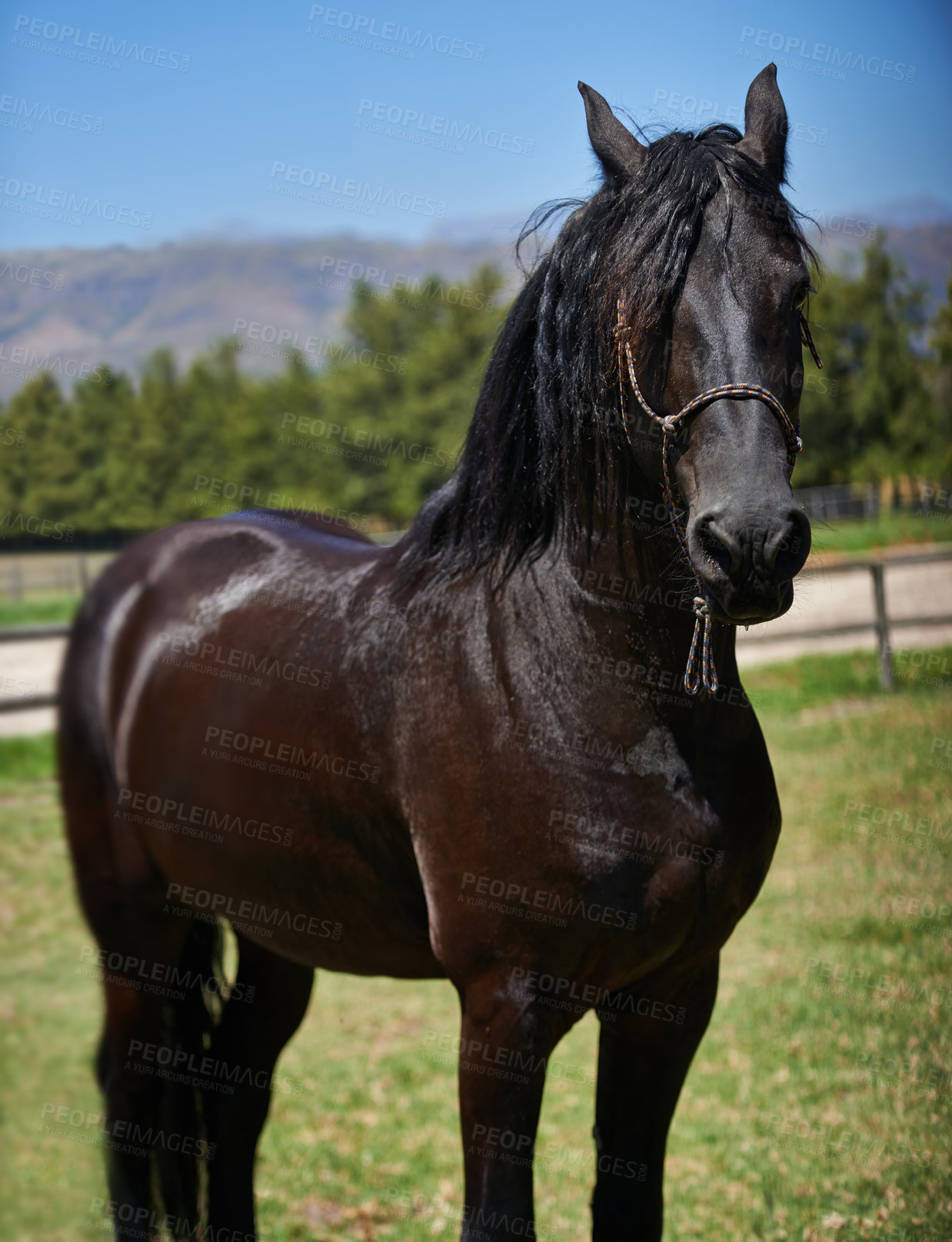 Buy stock photo Horse, mare and portrait on grass at farm with healthy development of animal for agriculture or equestrian. Colt, pony and thoroughbred pet in summer, field at ranch and relax in Texas countryside