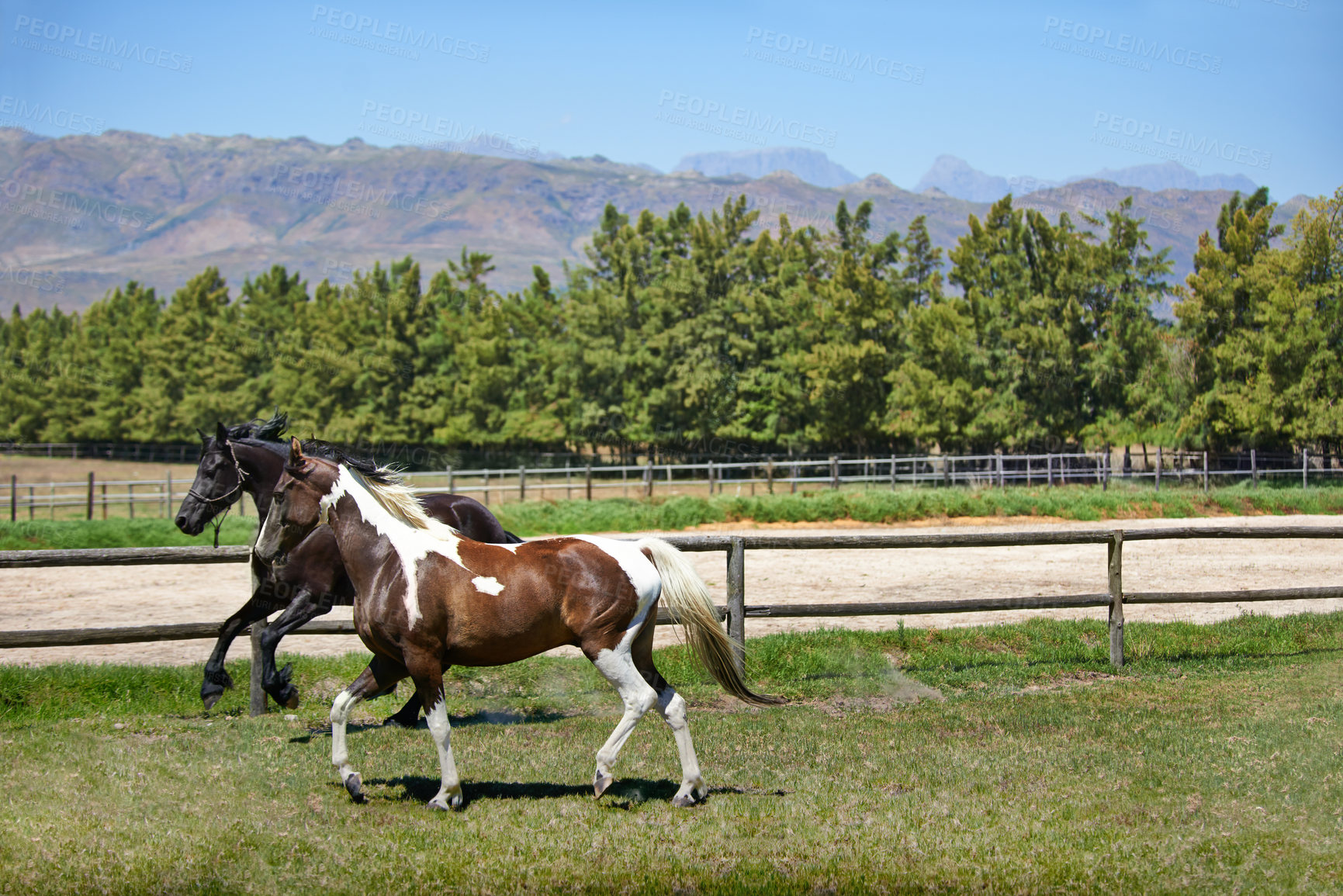 Buy stock photo Mountain, ranch and horses running in field with trees, sunshine and natural landscape. Farming, freedom and equestrian animals on green grass in countryside with energy, power or wildlife in nature.