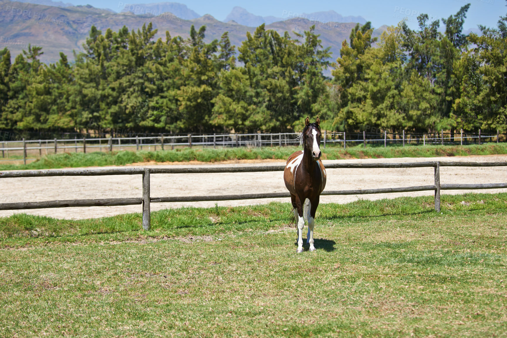 Buy stock photo Horse, farm and pet on grass with fence on ranch with healthy development of animal for agriculture or equestrian. Colt, pony and young thoroughbred mustang in summer, field and walk on land in Texas