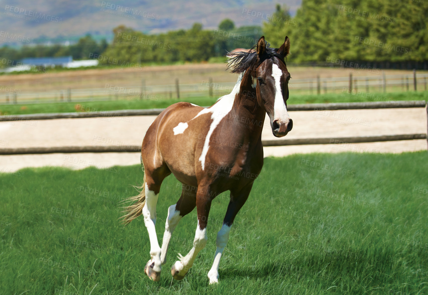 Buy stock photo Running, horse and mare on grass at farm with healthy development of animal for agriculture or equestrian. Colt, pony and young pet mustang in summer, field at ranch and walk on land in Texas
